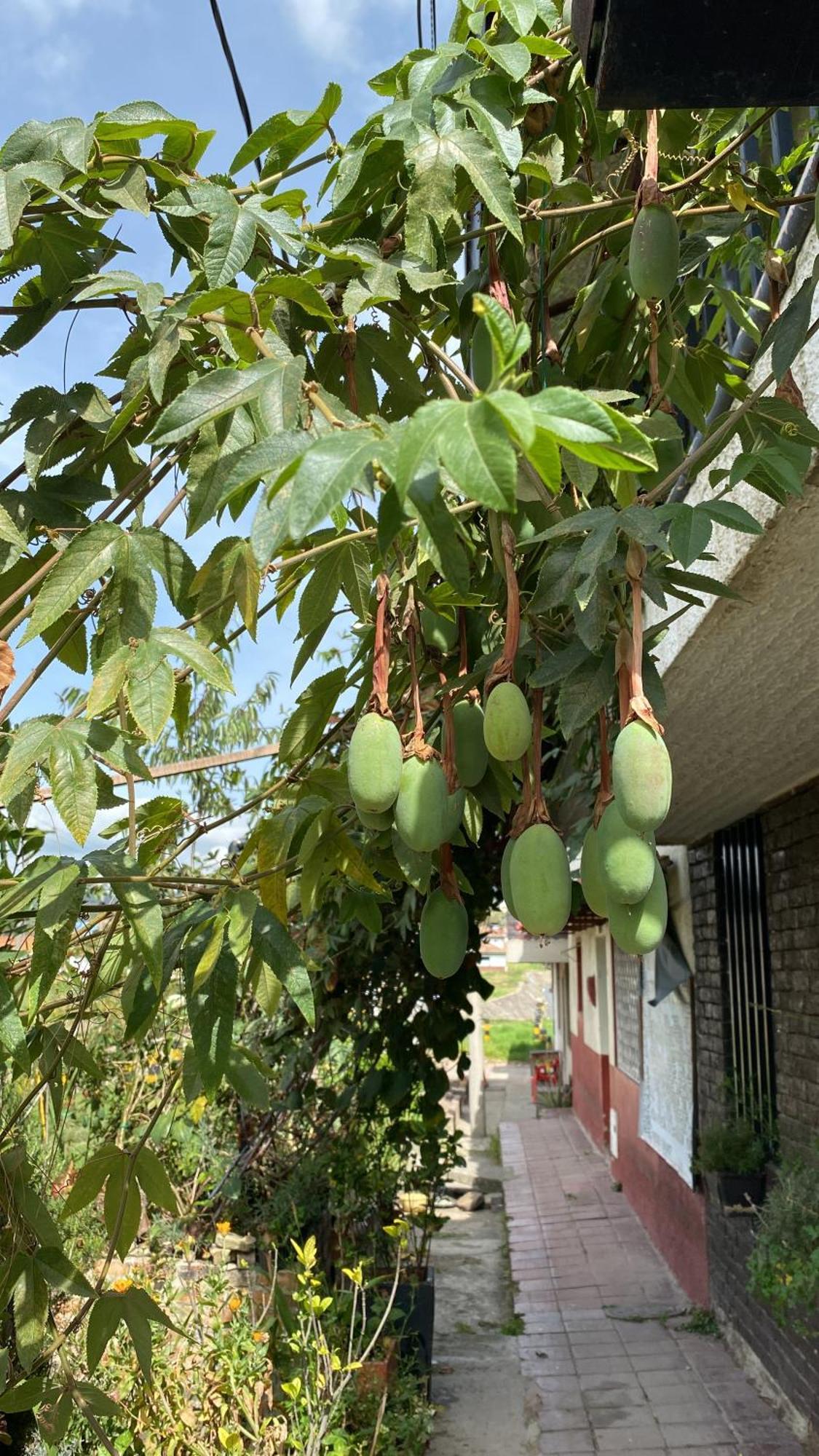 Casa De Hospedaje Vivaio Paipa Dış mekan fotoğraf